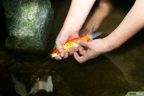 C Mo Criar Peces Koi Pasos Con Fotos Wikihow