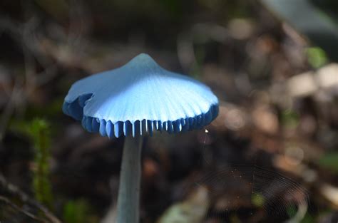 Entoloma hochstetteri : r/mycology