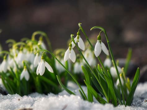 Snowdrop Flowers - How To Plant And Care For Snowdrops