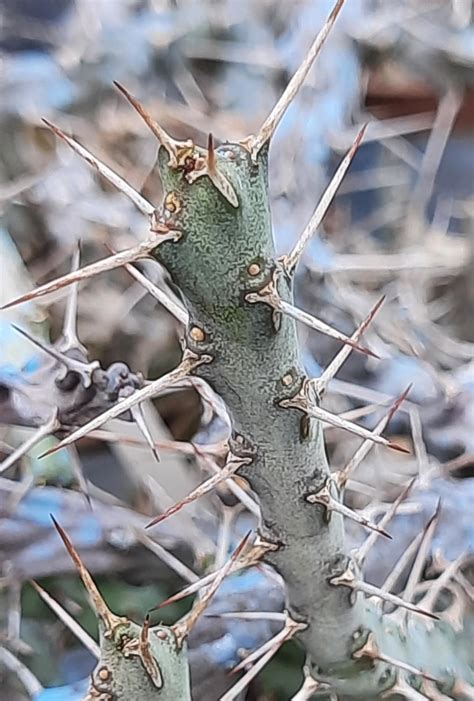 Exoplantes Producteur De Cactus Et De Plantes Grasses