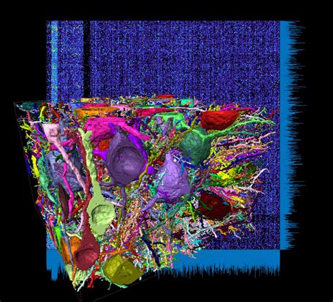 Cortical Connectome [image] Eurekalert Science News Releases