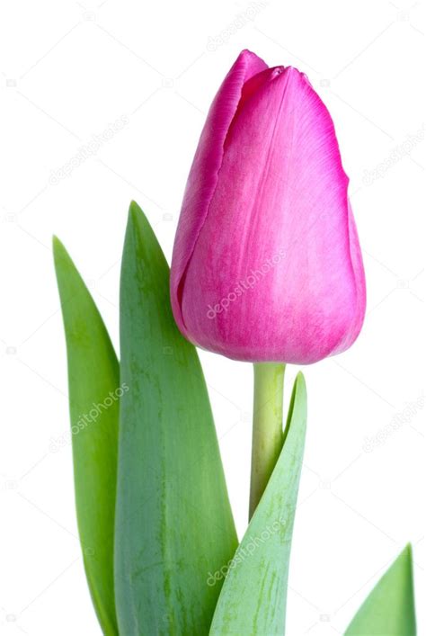 Single Pink Tulip — Stock Photo © Digitalr 1876409