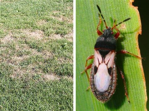 Whats Killing My Grass Common Pests That Call Your Lawn Home