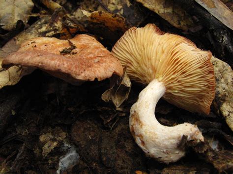 Lactarius Chrysorrheus Fr Colombian Fungi Made Accessible