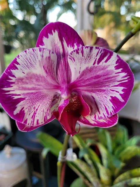 Photo Of The Bloom Of Moth Orchid Phalaenopsis Jiuhbao Red Rose