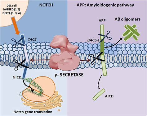 Frontiers Complex Regulation Of Gamma Secretase From Obligatory To