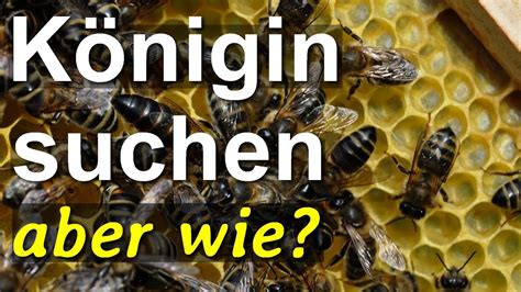 Königin suchen aber richtig Finden der Bienen Königin mit der