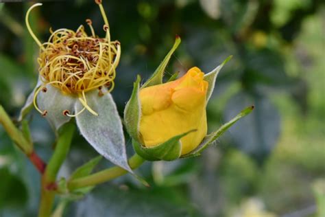 Fria Bild Vackra Blommor Gul Naturen Knopp Anl Ggningen Flora