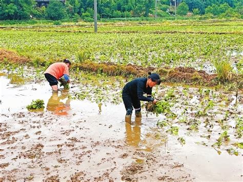 一田双收 夹江这片田地增产又增收四川在线