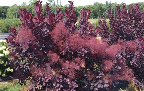 Smokebush ‘winecraft Black Morden Nurseries And Garden Centre