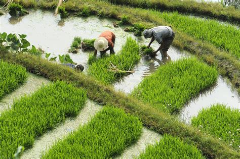 The Rice Terraces of Laohuzui - Rice Farmer (1) | Yuanyang | Pictures ...