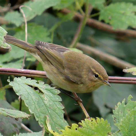 Oiseaux De Petites Tailles Flickr