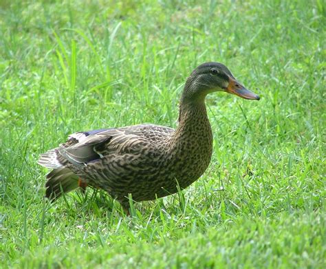 All Grown Up Another One Of The Grown Up Ducks Flickr Flickr