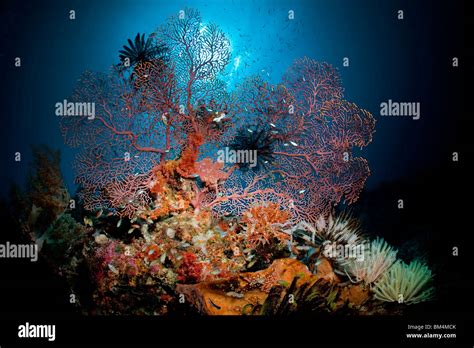 Coral Reef With Seafan Melithaea Sp Banda Islands Moluccas