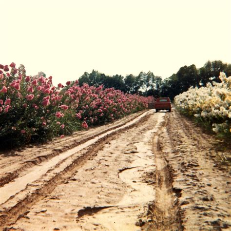 Basic Crape Myrtle Care - Crape Myrtle Trails of McKinney, Texas