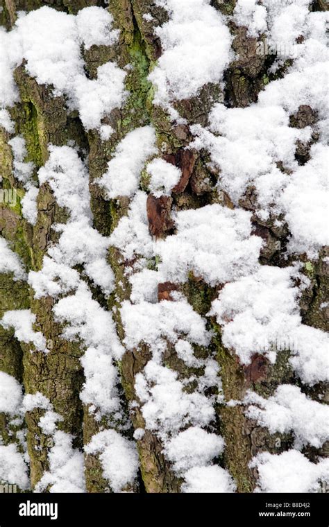 Closeup Of Tree Bark Covered With Moss And Snow Stock Photo Alamy