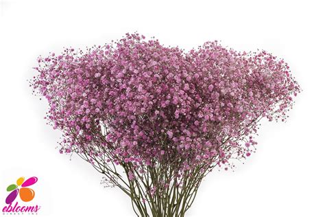 Baby's Breath Medium Pink Tinted – Eblooms Farm Direct Inc.