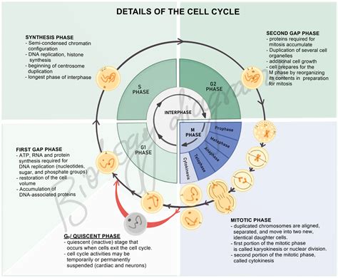 Cell cycle- progression of cell cycle through interphase and m phase ...