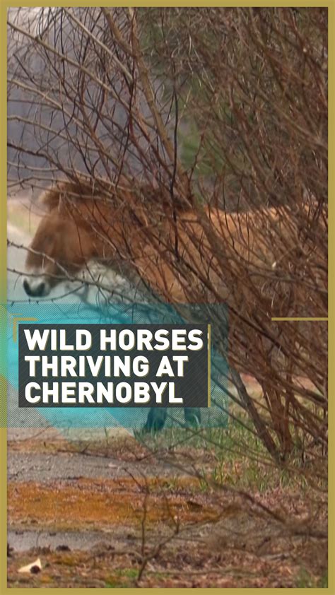 Rare wild horses thrive in Chernobyl 35 years after nuclear disaster - CGTN