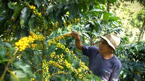 Vraem Cafetaleros proyectan cosechar más de 1400 toneladas de granos