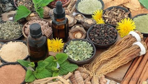 Растительные и животные адаптогены для женского здоровья — Психология