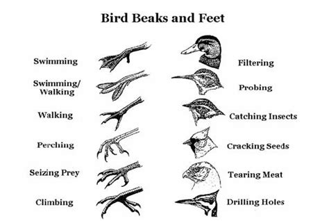 Diffe Types Of Bird Beaks And Their Uses