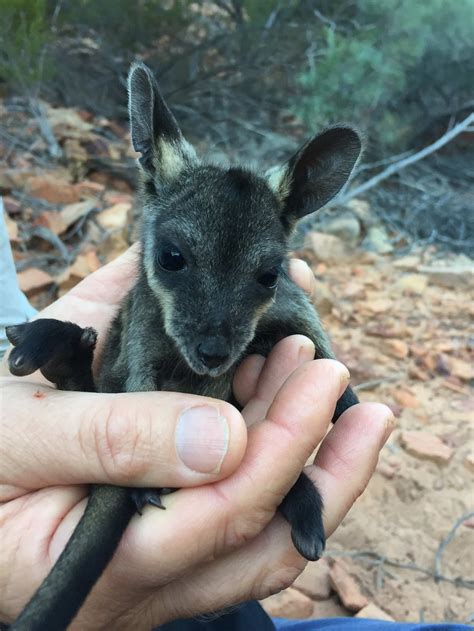 Kalbarris Elusive Black Flanked Rock Wallaby Population Back From The