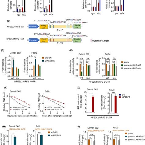 ALKBH5 Abolishes The MRNA Expression And Stability Of NFE2L2 NRF2 In A