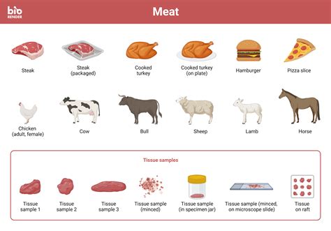 Icon Pack Meat Biorender Science Templates