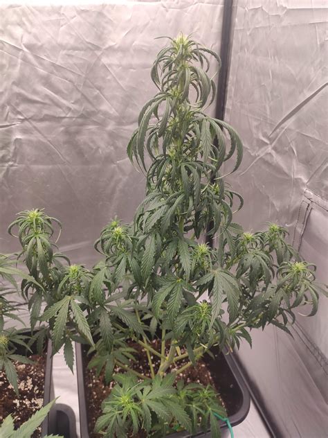 Barney S Farm Strawberry Cheesecake Auto Grow Diary Journal Week By