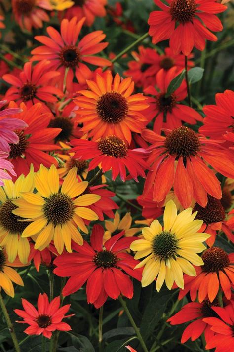 12 Top Echinacea Varieties