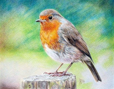 Realistic Robin Drawing