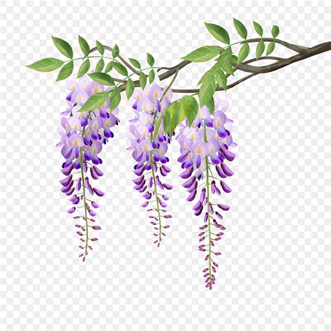 Wisteria Flowers Hd Transparent, Watercolor Wisteria Flower Flower Vine ...