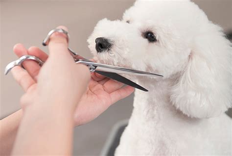 トリミングモデル犬募集 中央動物専門学校