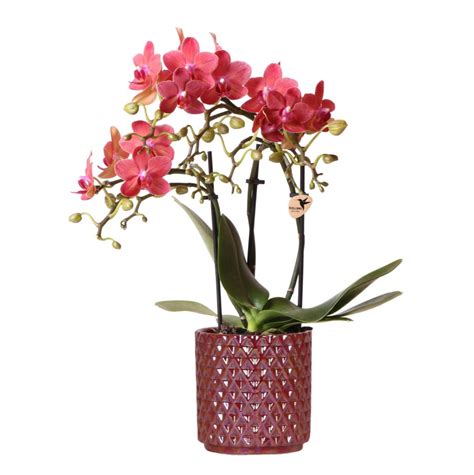 Rode Orchidee Congo In Diamond Pearl Pot Rood Kolibri Company