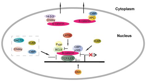 Cells Free Full Text Transcriptional Regulation Of Wntβ Catenin Pathway In Colorectal Cancer