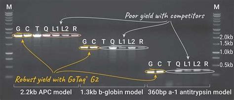 GoTaq G2 Flexi DNA Polymerase Molecular Products Co