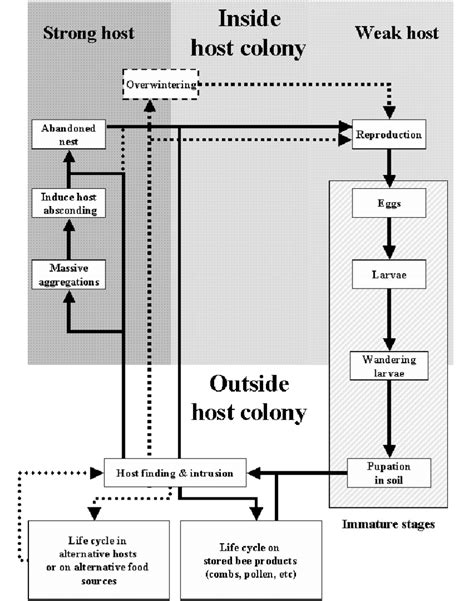 Putative life cycle of the small hive beetle (dotted lines = rare... | Download Scientific Diagram