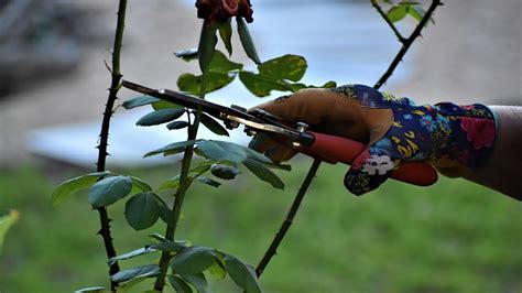 I Giardinieri Svelano Il Segreto Come E Quando Potare Siepi E Piante