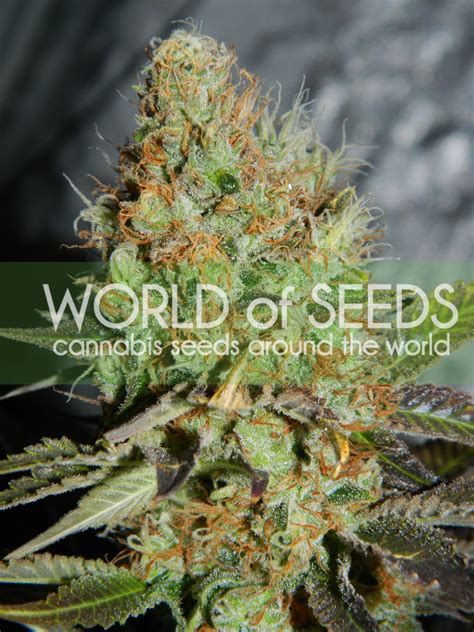 Afghan Kush Special - Cannabis Seeds from World of Seeds