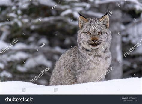 10,343 Lynx Closeup Images, Stock Photos & Vectors | Shutterstock