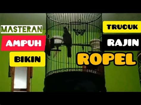 Suara Trucuk Ropel Dipagi Hari Bikin Trucuk Lain Ikut Ropel Youtube