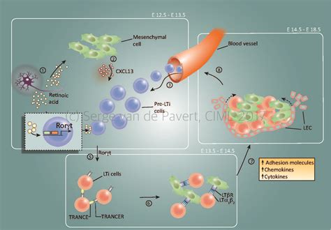 Cellules et organes du système immunitaire