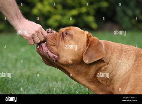 French Mastiff Portrait Stock Photo Alamy