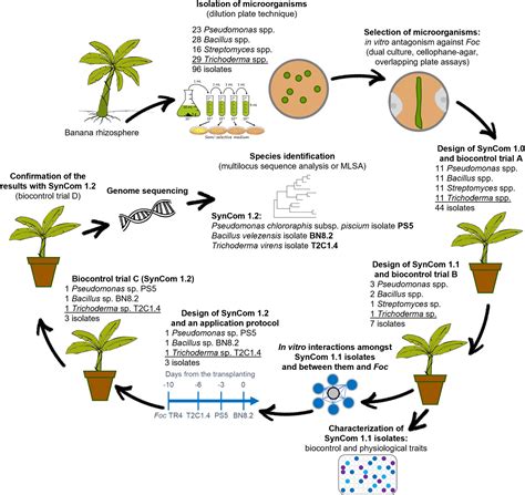 Frontiers Designing A Synthetic Microbial Community Devoted To Biological Control The Case