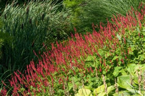 Persicaria Amplexicaulis Inverleith P9