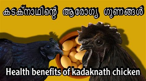 കടക്നാഥിന്റെ ആരോഗ്യ ഗുണങ്ങൾhealth Benefits Of Kadaknath Kadaknath