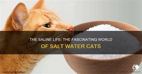 The Saline Life The Fascinating World Of Salt Water Cats Petshun