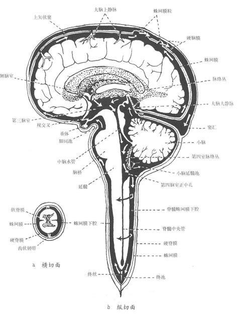 509 脑脊液循环模式图 基础医学 医学