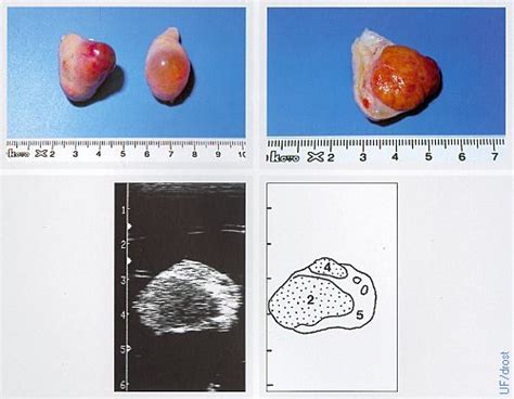 Drost Project The Visual Guide To Bovine Reproduction Female Reproductive System